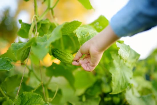 canva person harvesting cucumber