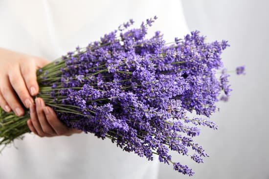 canva person holding a bouquet of lavender