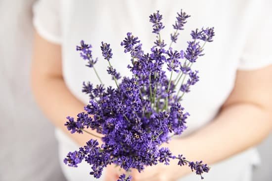 canva person holding a bouquet of lavender flowers MAED99uS9Ts