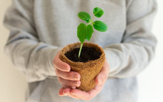 canva person holding an eco pot and cucumber seedlings MAERcH1flCA