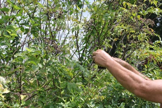 canva picking elderberries MAEEWRT54nc