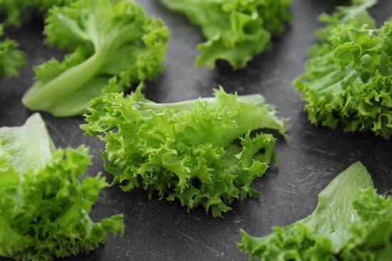 canva pieces of fresh lettuce leaves MAD9TykkqZo
