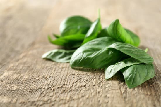 canva pile of fresh organic basil leaves on wooden surface MAD9T2o8GIc