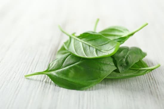 canva pile of fresh organic basil leaves on wooden table MAD9T12UlK4