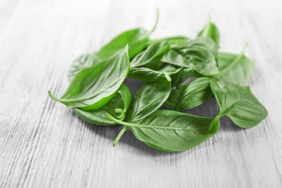 canva pile of green fresh organic basil leaves on wooden background MAD9T5pweZ8