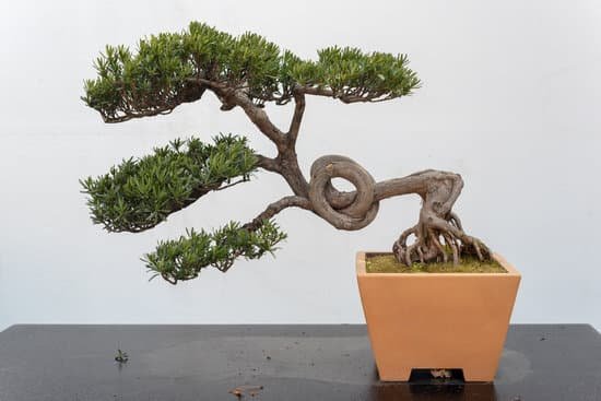 canva pine bonsai tree against white wall MADUi1U hBk