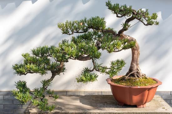 canva pine bonsai tree against white wall MADUi7hidDI