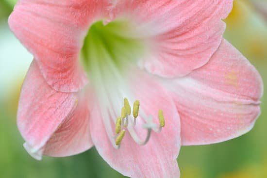 canva pink amaryllis