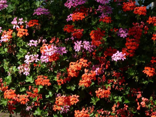 canva pink and red geranium flowers