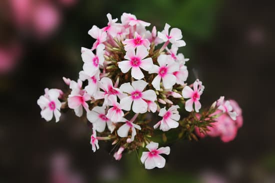 canva pink and white hydrangea MAEQekO3jrc