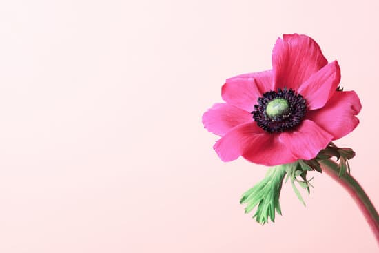 canva pink anemone flower on pink background MAEZfvTqCmQ