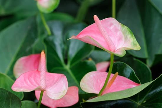 canva pink anthurium MAEEs9BGlFA