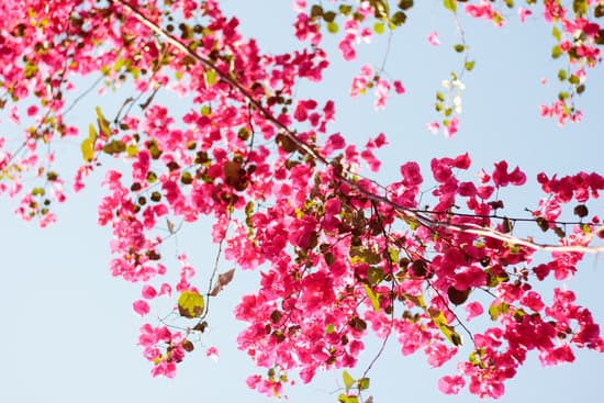 canva pink blooming bougainvillea against the blue sky MAEQf0RMuvI