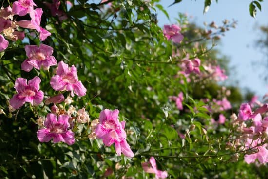 canva pink bougainvillea flowers MAD 2wmK5 E