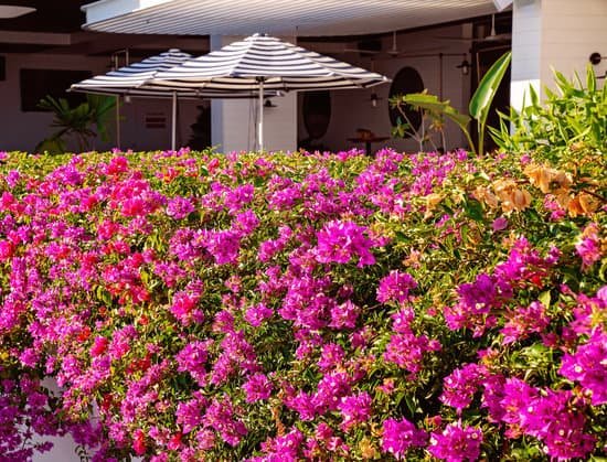 canva pink bougainvillea flowers inside resort