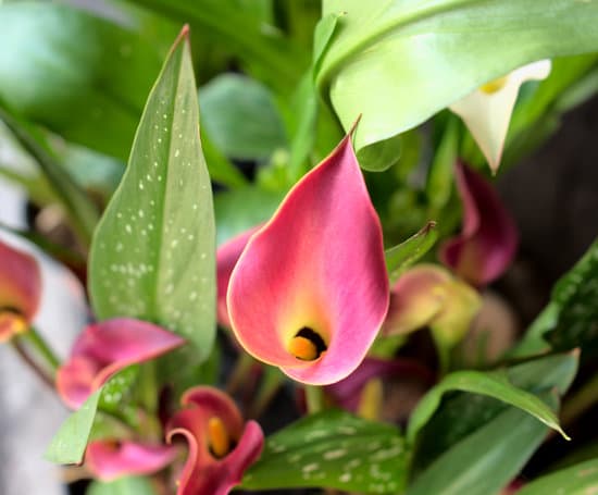 canva pink calla lily flowers MAERZfrPCW4