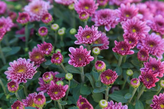 canva pink chrysanthemum flowers MAERDI1yNdU