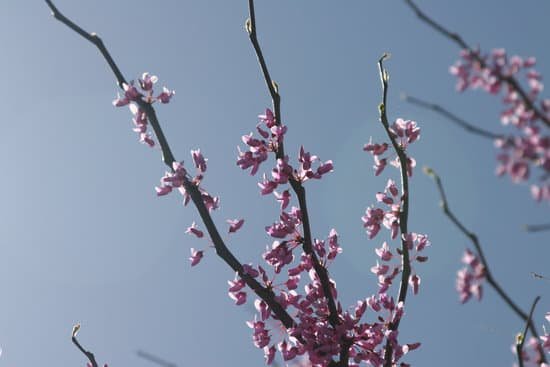 canva pink crepe myrtle MADBwwoQXIk