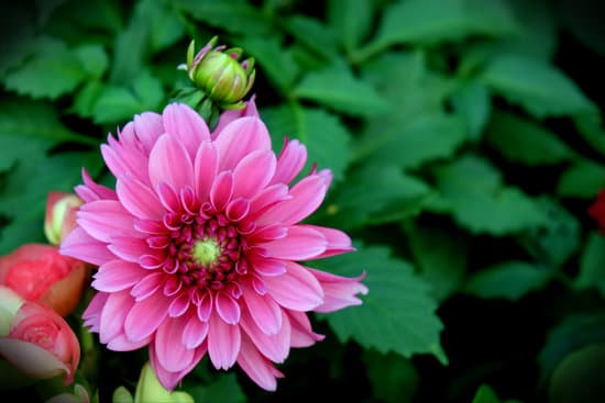 canva pink dahlia in nature MAEODzTUhq4