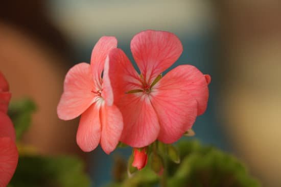 canva pink geranium MADCCowsPqY