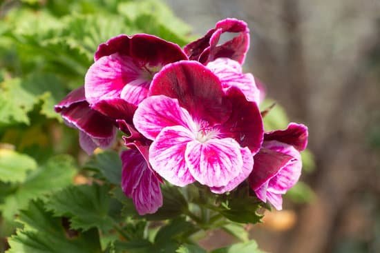 canva pink geranium flower MAEBd0CJOA8