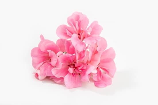 canva pink geranium flowers MAEAjK02phM