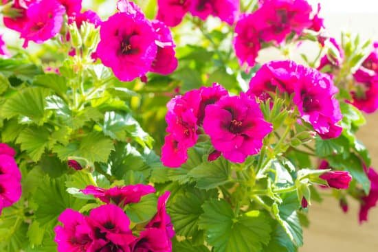 canva pink geranium flowers MAEFyqQzr5E