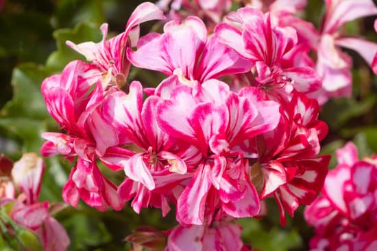 canva pink geranium flowers MAEQzLND24s