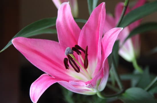 canva pink lily flower MAEFj0pUYn8