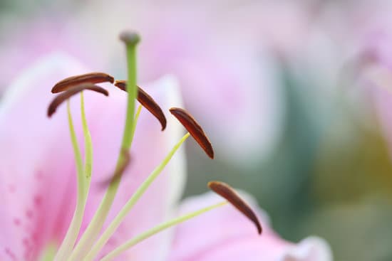 canva pink lily flower in macro