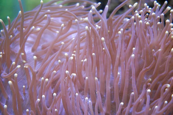 canva pink sea anemone MAEqjVeO Uo