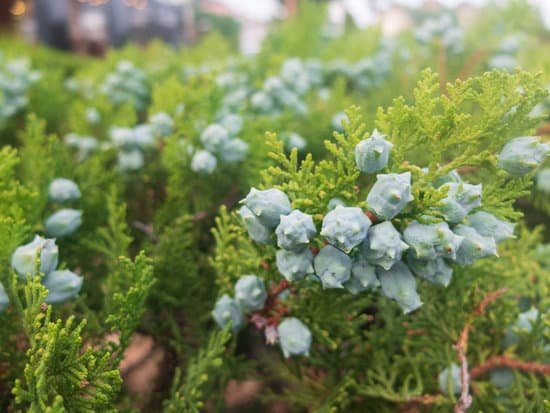 canva platycladus orientalis. chinese thuja. oriental arborvitae. chinese arborvitae MADmnOOeYCs