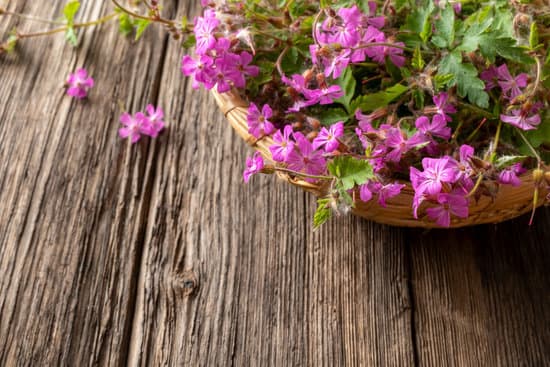 canva pot of geranium flowers MAEiz03JXMs