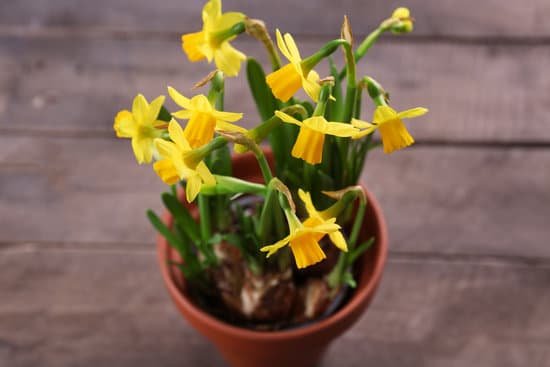 canva pot of yellow daffodil flowers MAD Ql69G4Y