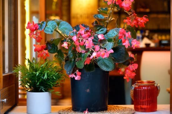 canva potted begonia with flowers MAEMj4SFQKQ