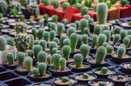 canva potted cactus flowers