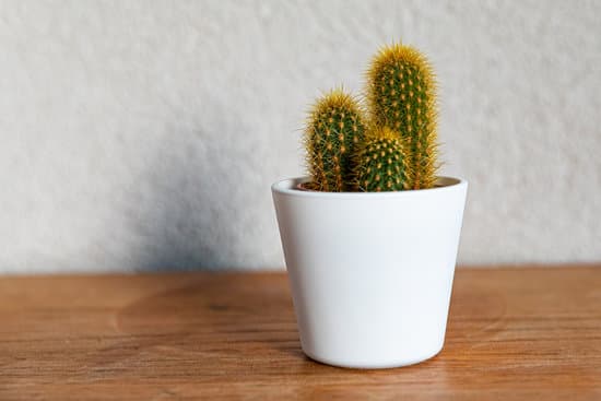 canva potted cactus on a wooden table MAEkym z85Y