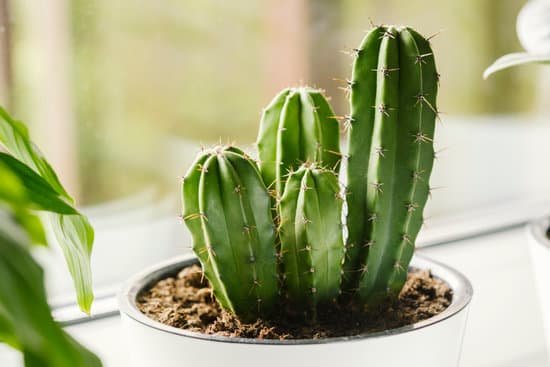 canva potted cactus on the windowsill MAELE3IGtL8