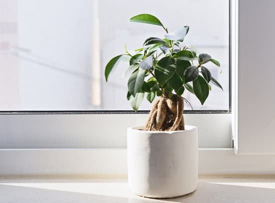 canva potted ficus bonsai MAC0D64JasM