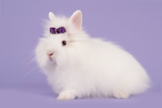 canva pretty long haired angora white rabbit with a purple bow on a la MADGHiPQfRE