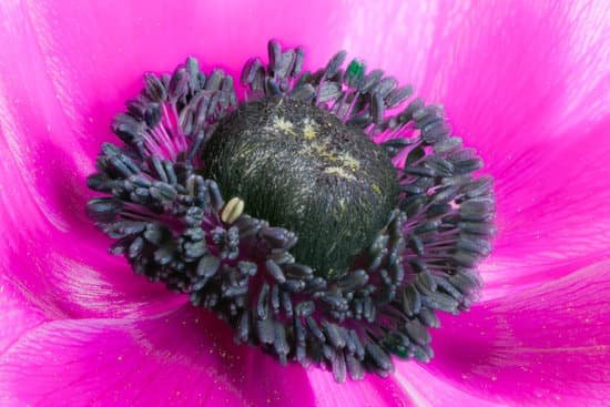 canva purple anemone flower blossom MACVf33VBiY
