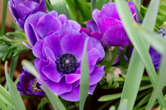 canva purple anemone flowers with green leaves MAEOVIVuHbE