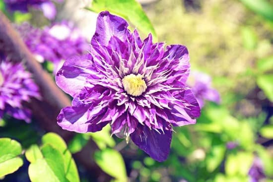 canva purple clematis on blurred nature background MAD Q2iHXww