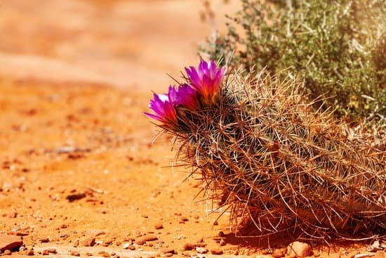 canva purple flowers on the cactus in utah moab desert MAD gSaSY 4