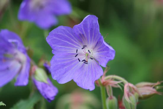 canva purple geranium flower MAEFkAhpelM