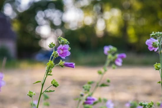 canva purple hollyhock