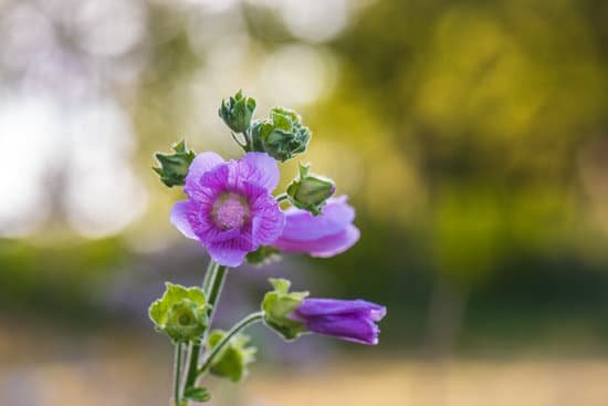 canva purple hollyhock MAEFhgG12eE