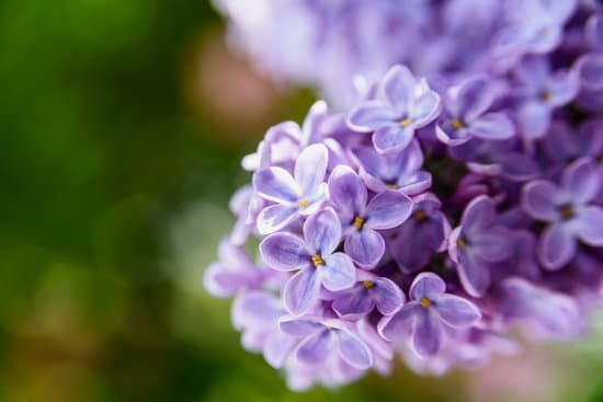 canva purple lilac flowers MAEARLzEmKo