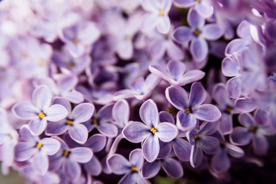 canva purple lilac flowers MAEARPTX vo