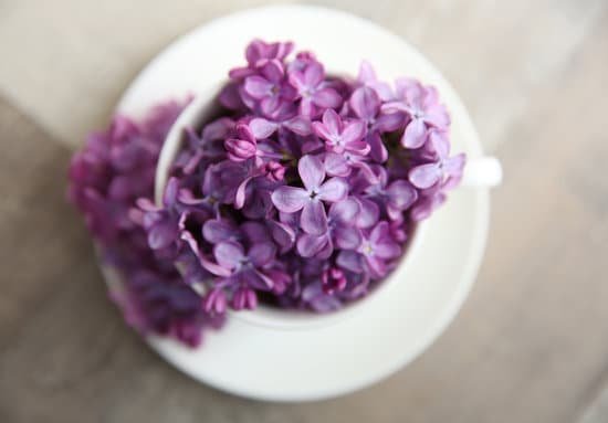 canva purple lilac flowers in a cup MAD QiPnkts